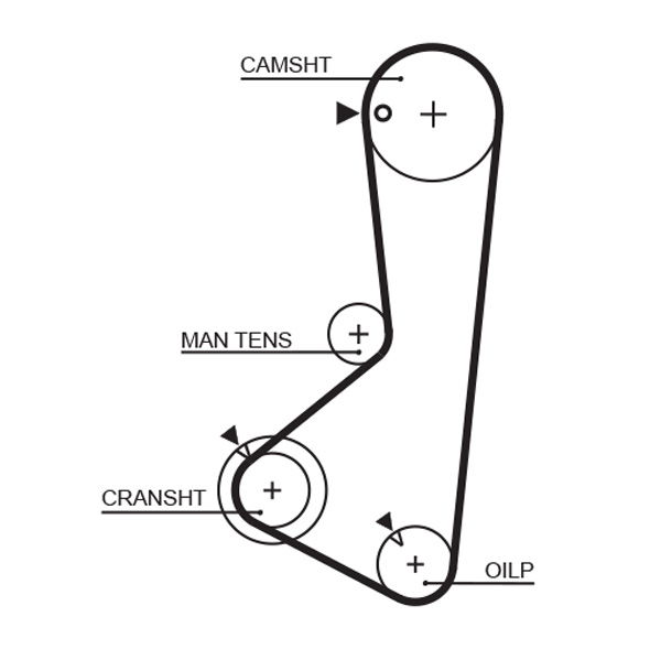 Courroie crantée PowerGrip®